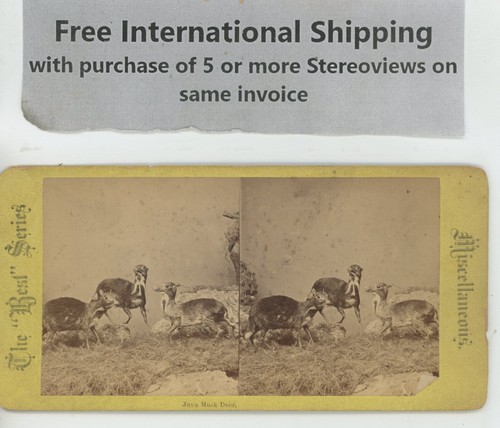 Java Musk Deer Animals Stereoview c1880