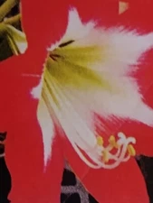 SET 2BEAUTIFUL RED  WHITE HARDY AMARYLLIS BULB. FLOWERS EXACTLY LIKE THE XMAS FL