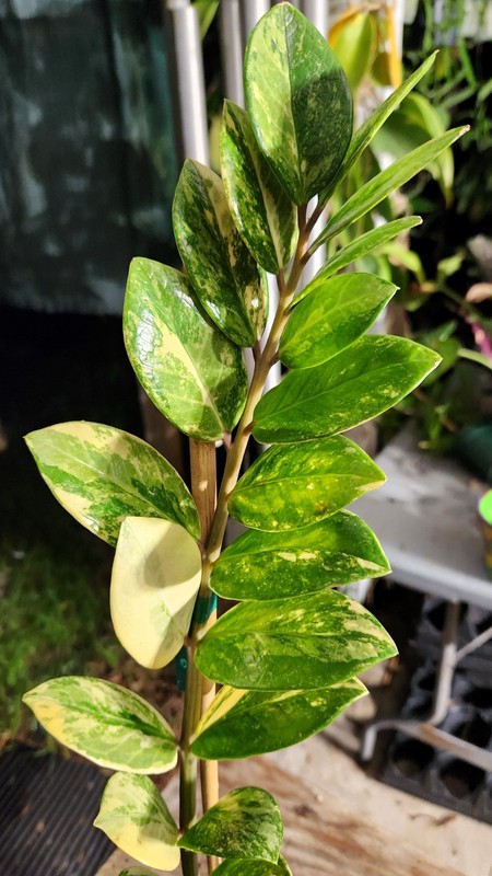 Variegated Zamioculcas zamiifolia ZZ Plant in 5" Pot 23" Tall 4" Wide