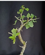 Commiphora wightii, guggul fragrant resin bonsai rare myrrh tree plant  5 seeds
