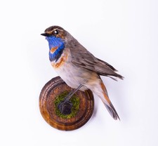 Taxidermy Bird Bluethroat Stuffed Mount Animal Wall mount Luscinia svecica