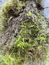 Gardening, Decoration, Etc. fresh live sphagnum moss In 1 Gallon Bag.