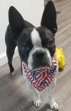 Buster Brown Dog Bandana, Patriotic, U.S. Flags, American, xS,S,M,L
