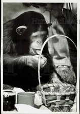 1981 Press Photo Chimpanzee M'Buti enjoys a sucker at Lincoln Park Children Zoo