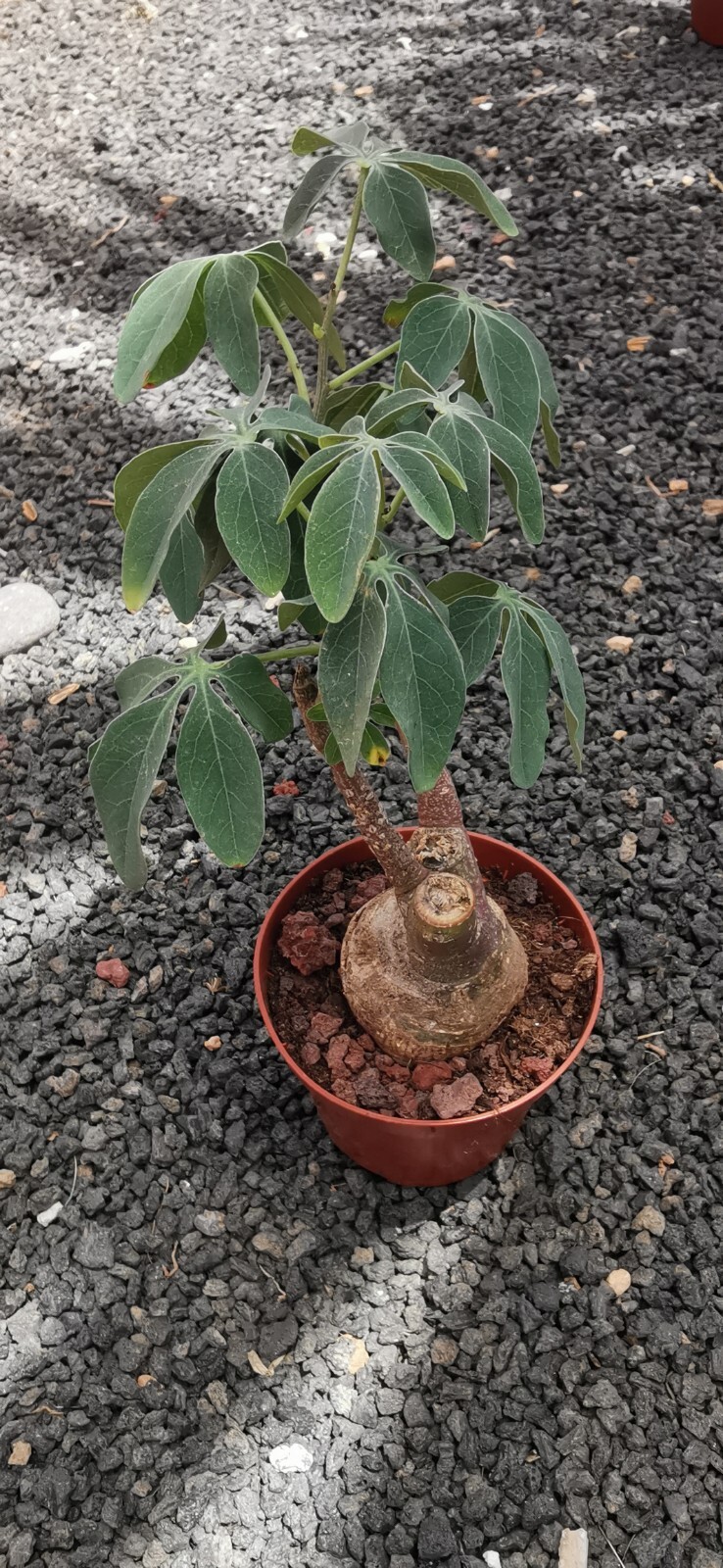 100 Semillas De Mezcla De Plantas Caudex - Suculentas Exóticas Y Raras Tipo Bonsái Para Coleccionistas