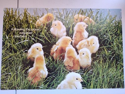 Vtg NOS Argus Poster 1977 Chicks Following the crowd can lead to nowhere