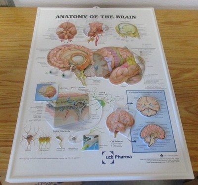 3D Anatomical Brain Poster UCB Pharma Collectible