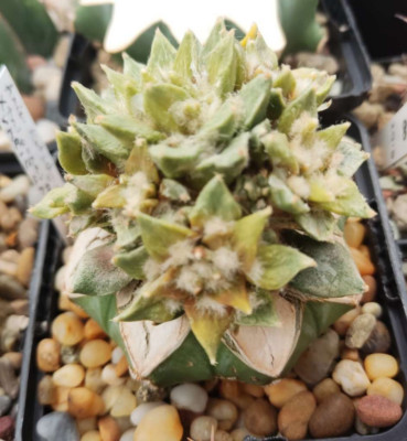 Astrophytum, RARITÄT Ariocarpus trigonus X kotschoubeyanus variegata
