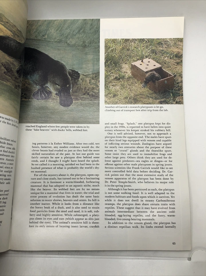 January 1981 Smithsonian Magazine ● Tentacled Tube Worm just one of Jewels Reef - Image 4 of 4