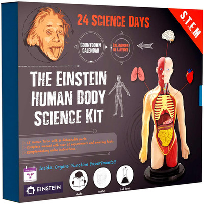 The Purple Cow Advent Calendar Einstein Human Body Science Kit Unique And