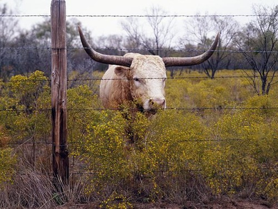 #ad Longhorn CattleAbilene State Historical ParkFort GriffinAbileneTexasTX $12.99