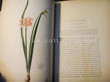 1878 antique NATIVE FLOWERS AND FERNS prang meehan with 4 CHROMOLITHOGRAPHS vol2