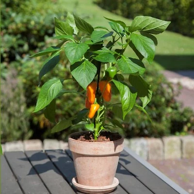 VALLEY VIEW RANCH Pepper Sweet Mini Belle Orange - 20 Seeds/ non GMO/organically grown in MN