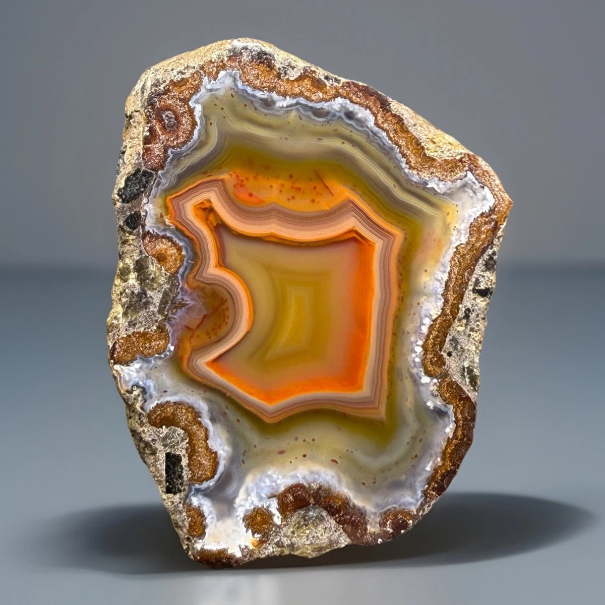 【コレクターズアイテム】コンドルアゲート コレクターズアイテム】コンドルアゲート ｺﾝﾄﾞﾙ ｱｹﾞｰﾄ Condor Agate