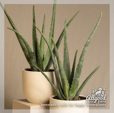 aloe vera gel pure Hydrating Aloe Vera Gel for All Skin & Hair Types main image 0