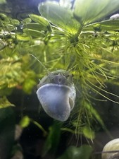 Tank Bred Mystery Snails  10 Adults  READ DESCRIPTION/Color Orders Welcome 