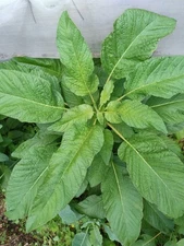 Jamaican Callaloo Seeds- Large leaf!