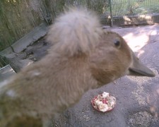 10 Laufenteneier teileweise mit Haube