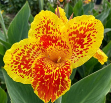 Picasso Canna (3 Bulbs)