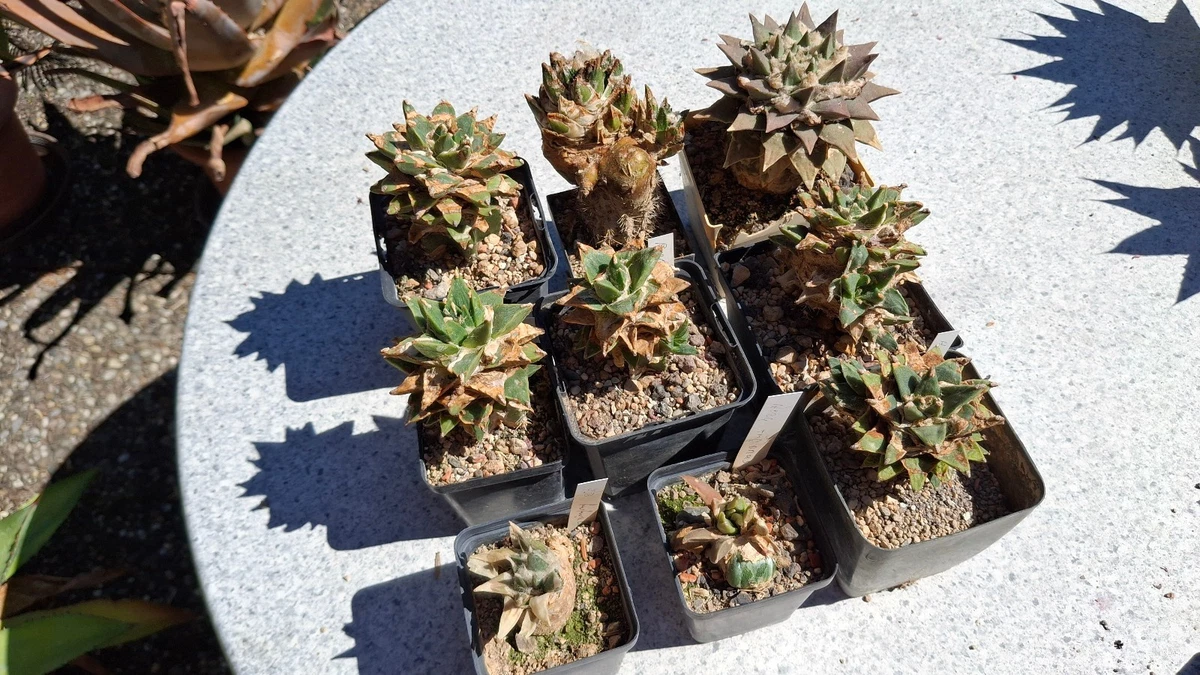 Kaktus Pflanze online kaufen | eBay.de