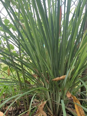  Fresh Organic LemonGrass (Citronelle) Tea Leaves whole Lemon Grass Herb
