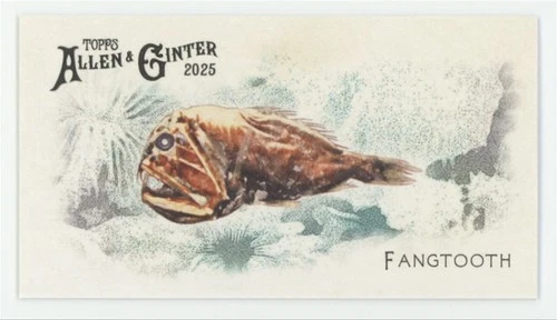 2025 Topps Allen & Ginter 50 Fish Mini Fangtooth #FGW-13 - Picture 1 of 2