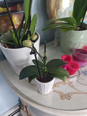 Mini Orchid Plant With White Ceramic Pot
