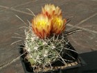 Sclerocactus pubispinus FH 100 - 10 semi - MOLTO RARO