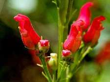 Scrophularia macrantha | Redbirds in a Tree | 20 Seeds