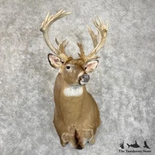 #29868 P | Whitetail Deer Taxidermy Shoulder Mount For Sale