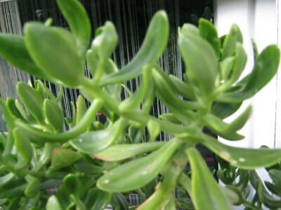1x bouture CRASSULA GOLLUM plant succulent varietaga caudex