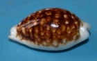SEA SHELL - SHELLS - CYPRAEIDAE - CYPRAEA CRIBRARIA NIGER - 21.40mm
