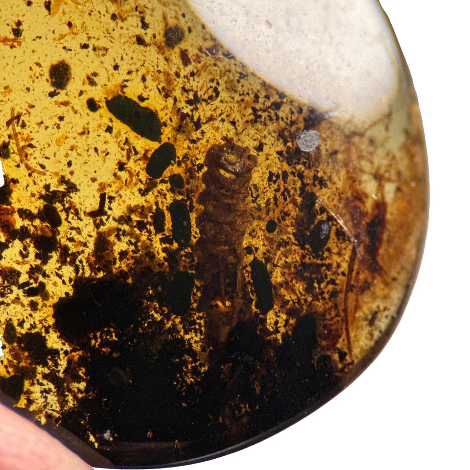 LIZARD SPINE in Burmese / Burmite amber fossil / 100% genuine amber - Image 2 of 4