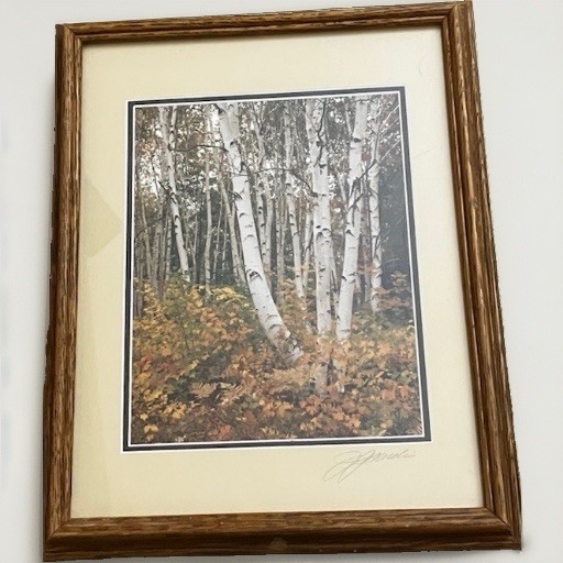 John Gavrilis Photograph Of Birch Trees In Jackson N.H.