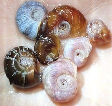 50 Pack Ramshorn snails  Free plant Variety pack FEEDER SPECIAL Freshwater
