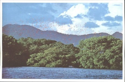 Scarlet Ibis Vogelschutzgebiet Trinidad Vintage Postkarte V. Setty Foto