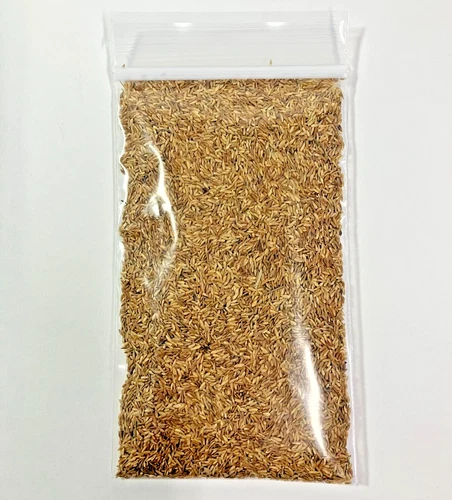 Zenith Zoysia 12,000+ Grass Seeds for a Healthy, Low-Maintenance Lawn - 1 ounce