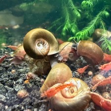 25 Red/Brown Ramshorn Snails Free Floating Plants - Home Bred, Cleanup Crew