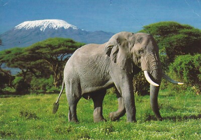 ANPC457) PC Elephant, with Mount Kilamanjaro in the background, used