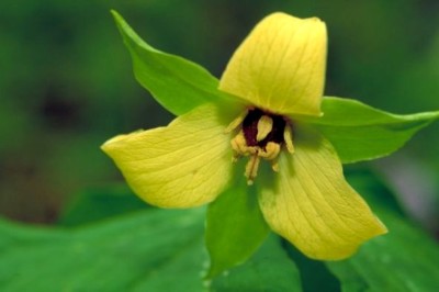3 Trillium Sulcatum  Bare rootstock Bulbs Native Woodland Wildflowers Sale!