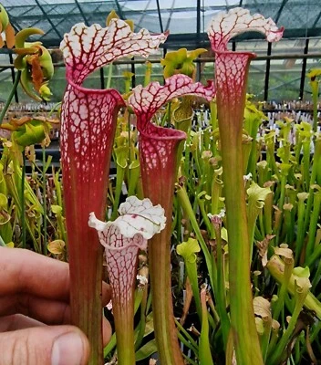 Sarracenia "Pink Thing" H187MK × S. leucophylla,fleischfressende Pflanzen - Bild 1 von 3