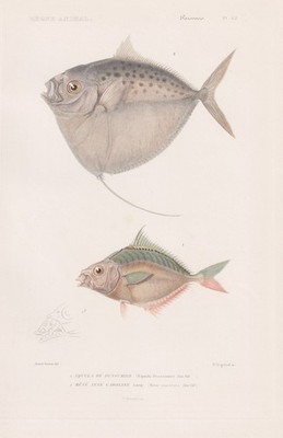 Equula Dussumieri Mene maculata Fische fishes engraving Stahlstich Cuvier 1849