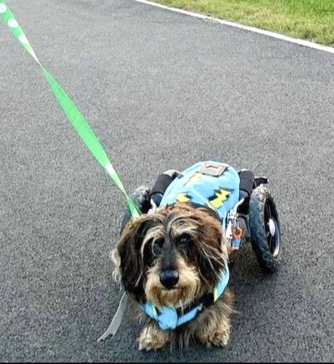 Sausage Dog Box Designer Fleece Waterproof 'Lightning Bolt' Coat eBay