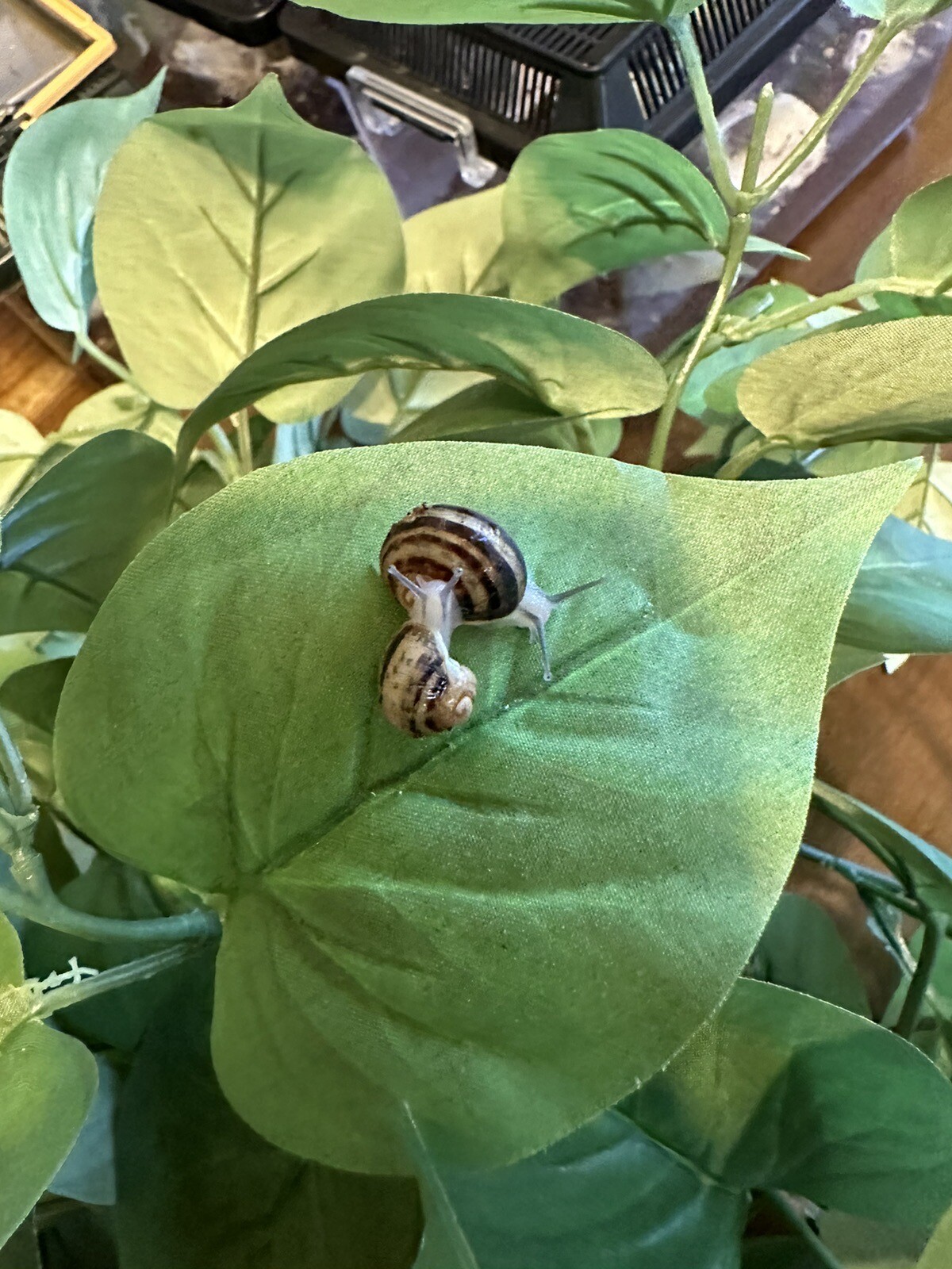 (2) Pet Land Snails Baby Educational, hand raised, fun to watch them