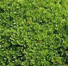 Buxus sempervirens -  - Bosso comune | Buxus