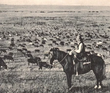 Cattle Range Cowboy Chas E Morris Chinook Montana Germany Halftone Postcard