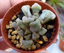 TITANOPSIS HUGO SCHLECHTERI  cactus kakteen  caudex plante grasse succulenten