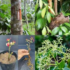 CINNAMON LIVE Plant 2 Ceylon Cinnamomum zeyla...