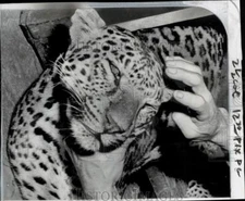 1960 Press Photo Drugged leopard at Oklahoma City Zoo in Oklahoma - pio37936