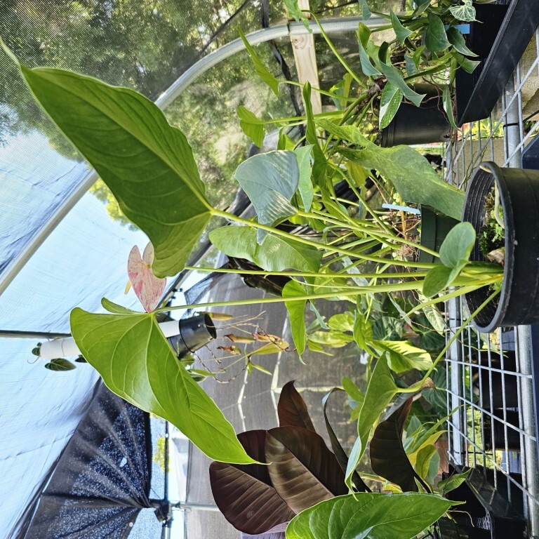 Anthurium Shibori, Exact Plant Variegated 1 gallon pot eBay